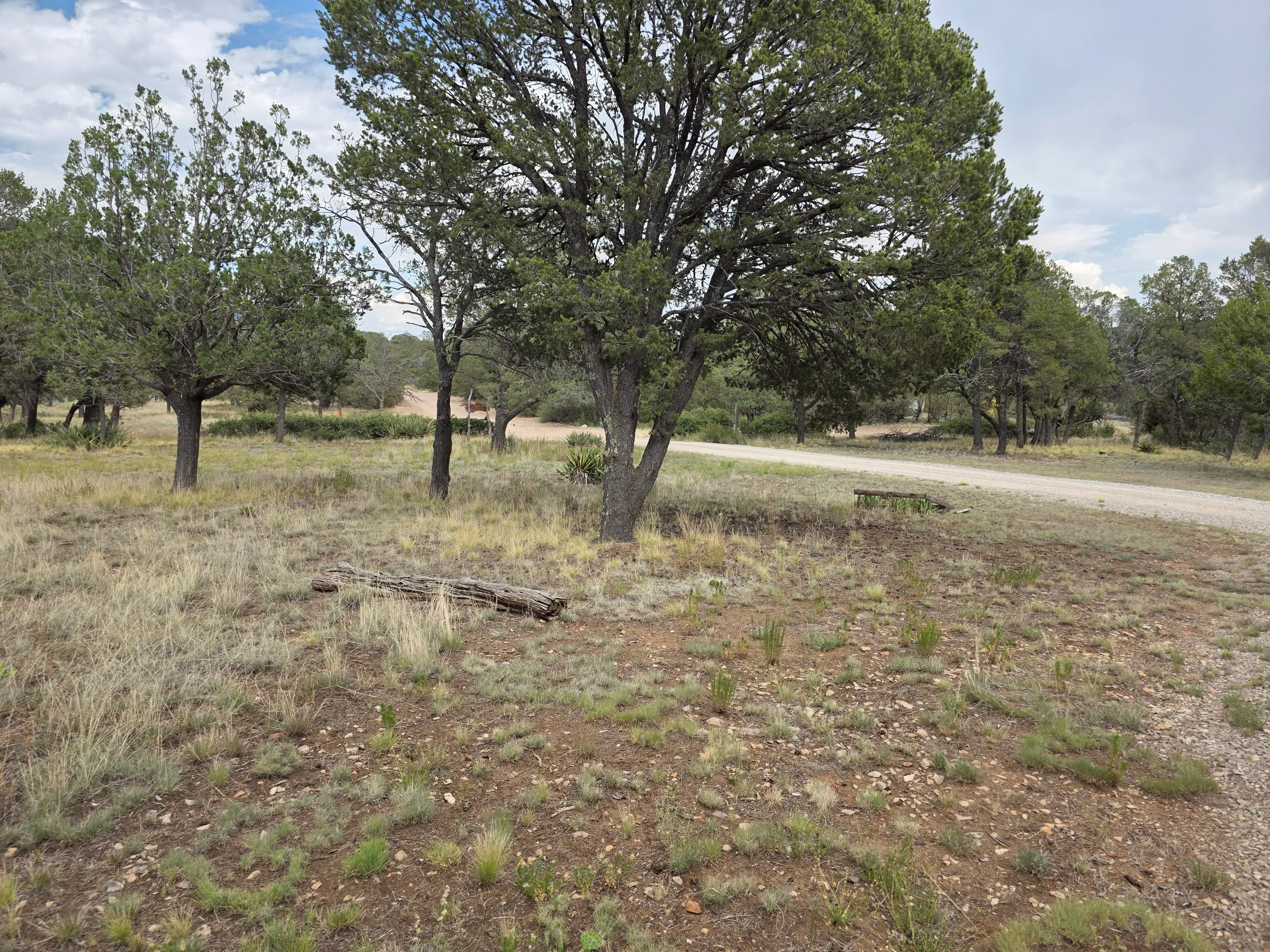 Treed yard beside gravel road