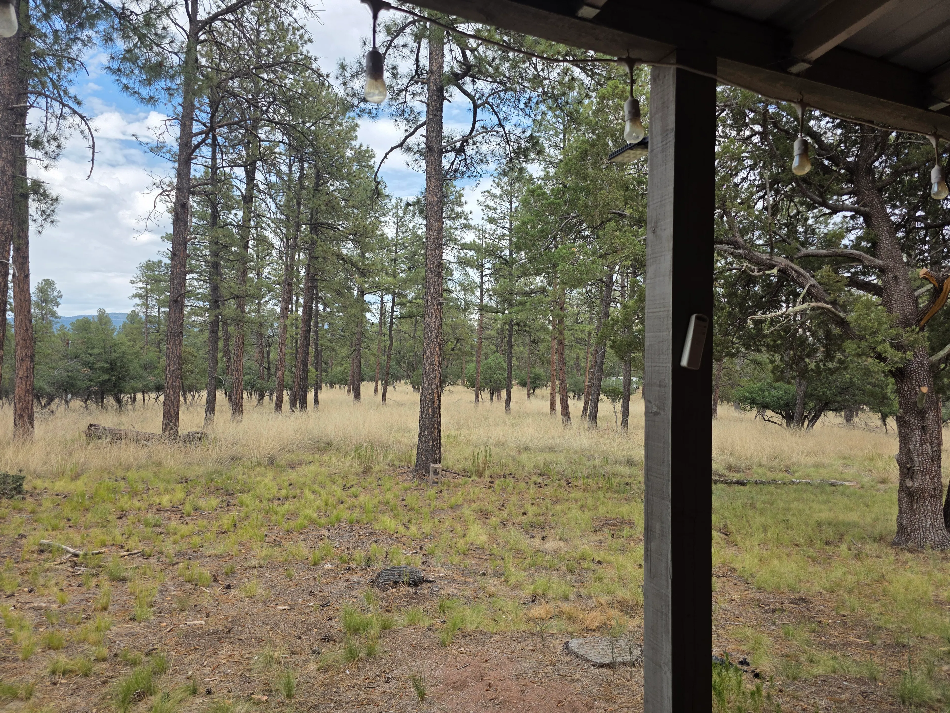 pine forest view from porch